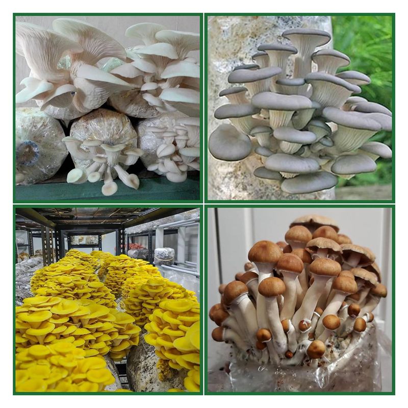 AEE2-Mushroom Grow Bags,Polypr - Mushroom Spawn Bag のレビューと価格