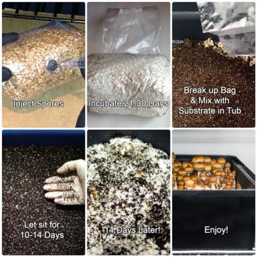 Mushroom Monotub Grow Kit for  - Mushroom Spawn Bag のレビューと価格